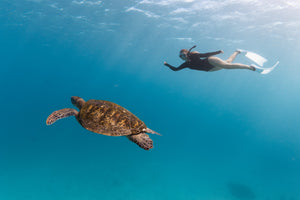 The Most Important Ocean & Marine Life Awareness Days - Google Calender