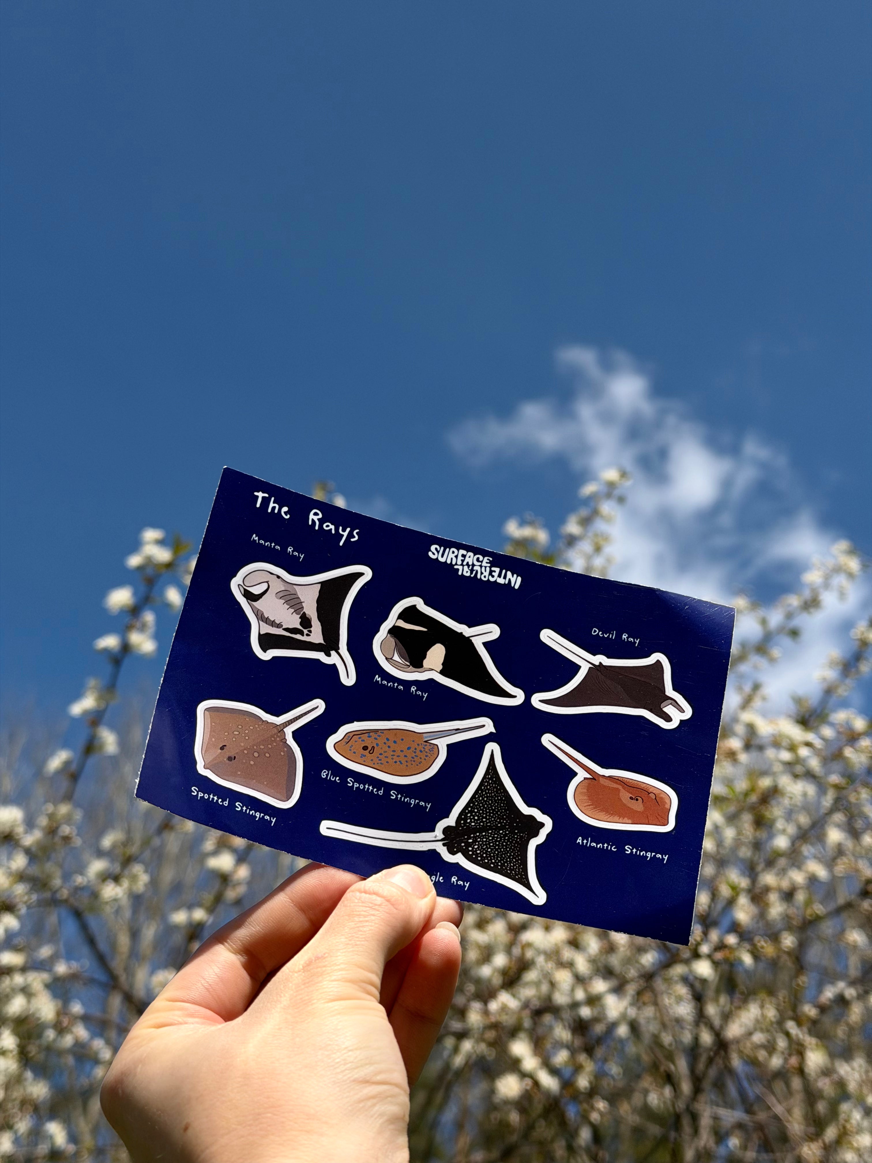 Surface Interval ocean Sharks & Rays Sticker Sheet pack
