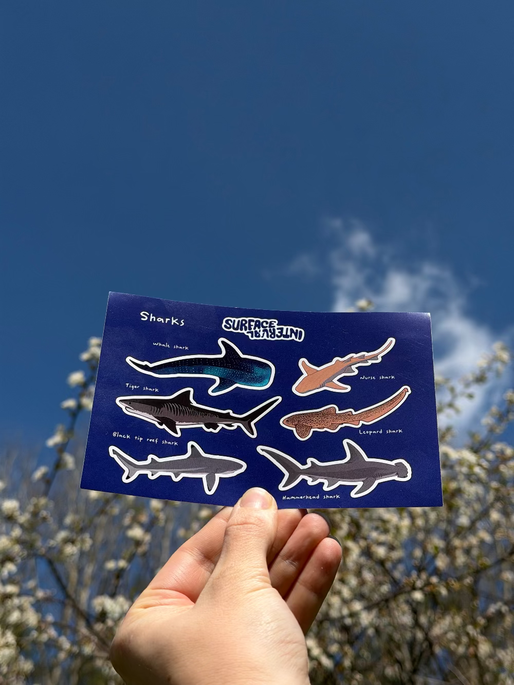 Sharks & Rays Sticker Sheet Pack Surface Intercal