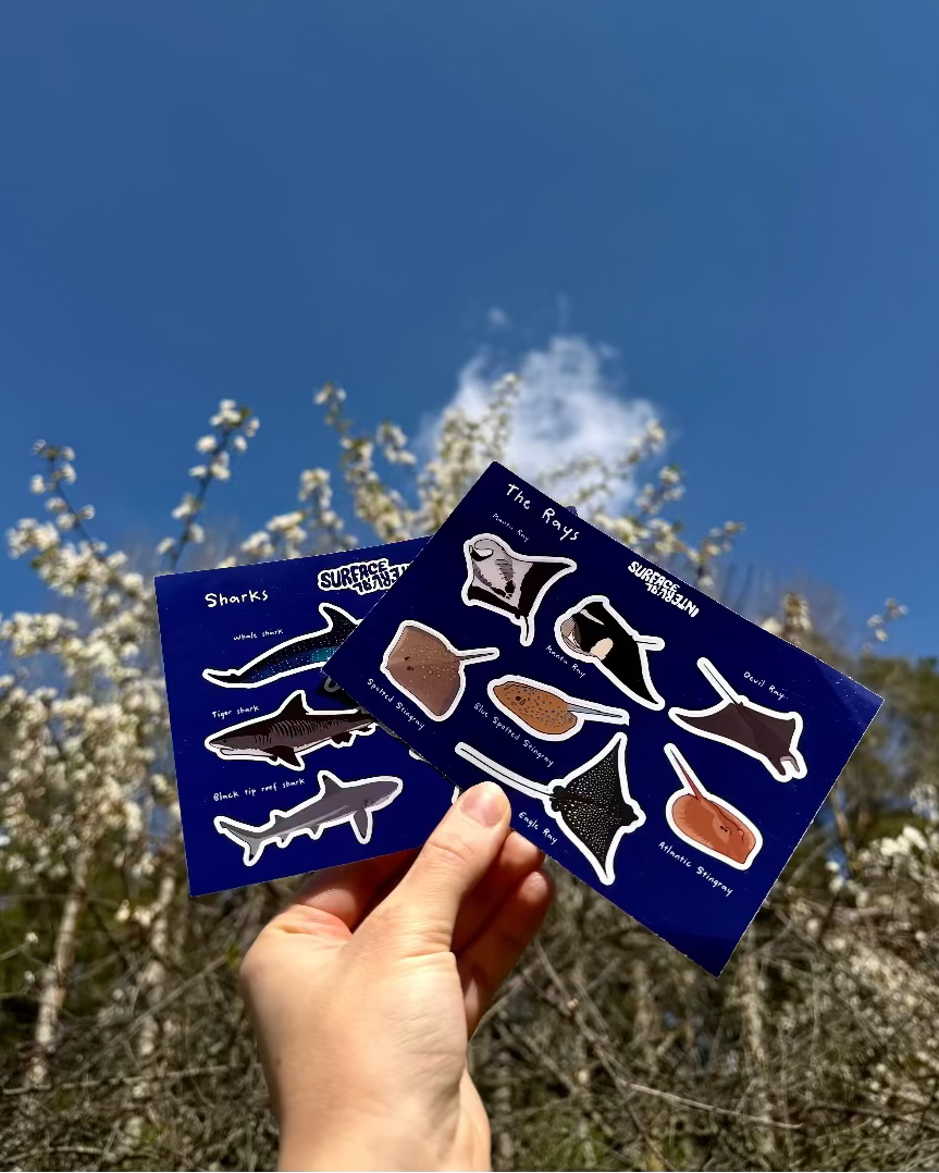 Sharks & Rays Sticker Sheet Pack